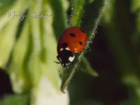 Zevenstippelig lieveheersbeestje [Coccinella septempunctata]